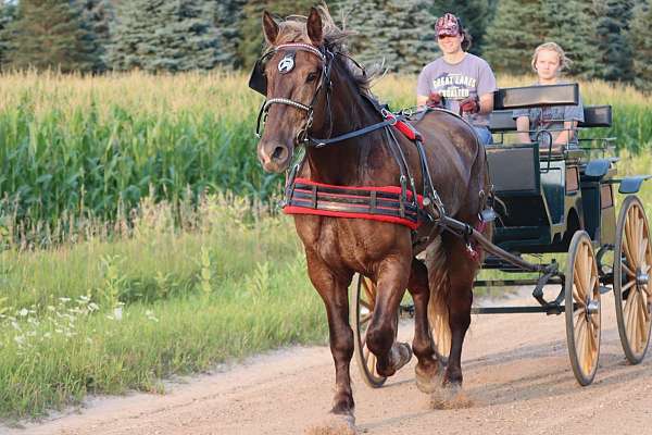 ranch-versatility-percheron-pony