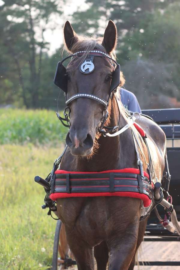 ranch-work-percheron-pony