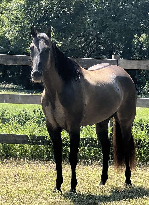 quarter-horse-gelding