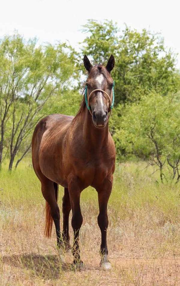 trail-quarter-pony