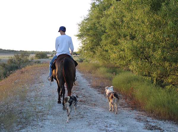 husband-safe-quarter-pony