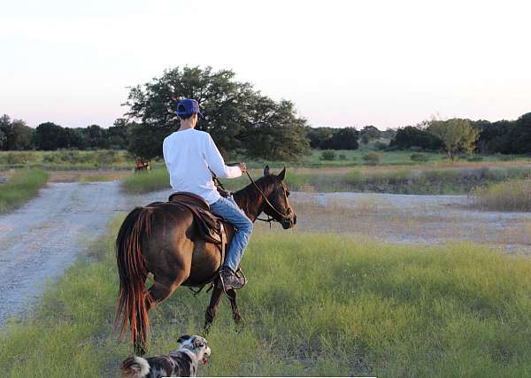 all-around-quarter-pony