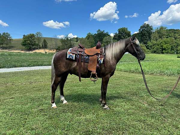 chocolate-see-pics-horse