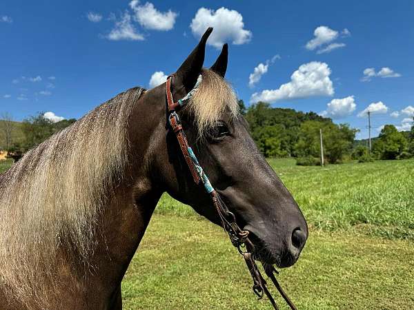 flashy-rocky-mountain-horse