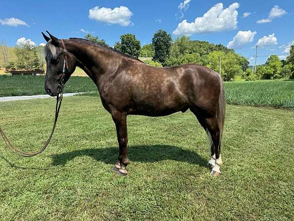 family-rocky-mountain-horse