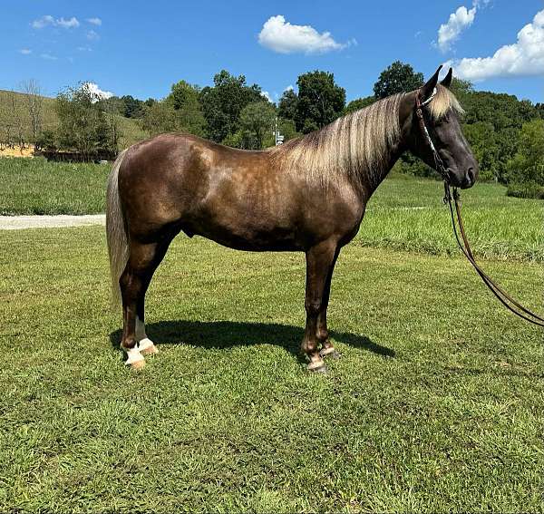 trail-rocky-mountain-horse