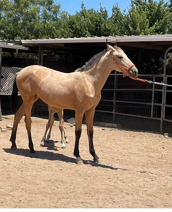 andalusian-filly