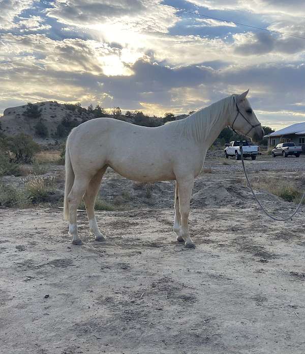 all-around-quarter-horse