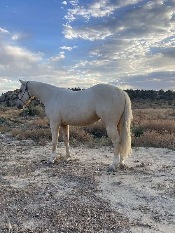 all-around-quarter-horse