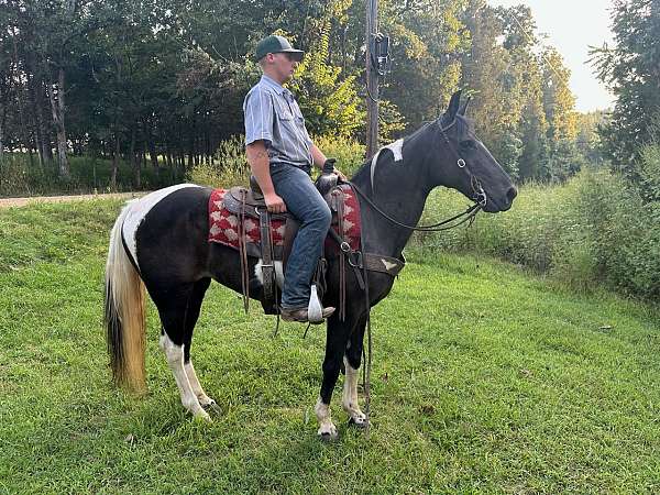 black-white-paint-horse