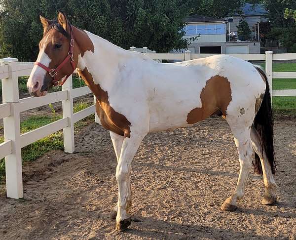 gelding-belgian-paint-horse