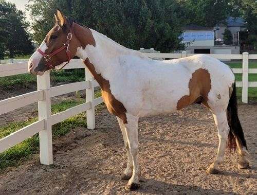 amish-broke-paint-horse