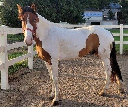 amish-trained-paint-horse