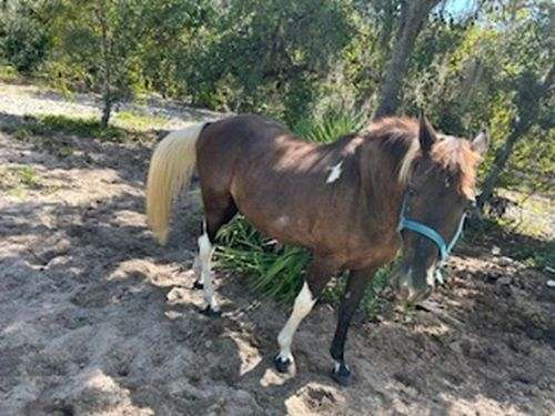 white-tail-main-horse