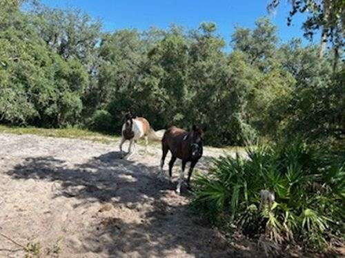 brown-white-tail-main-horse