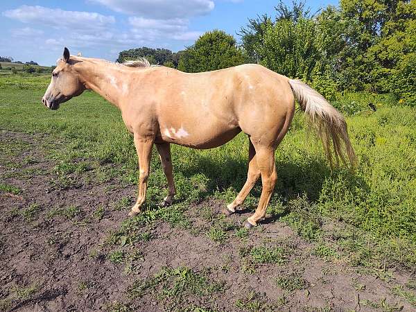 driving-palomino-quarter-horse