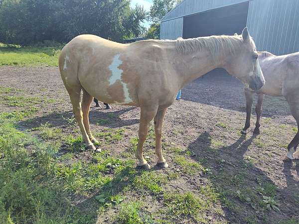 dunskin-palomino-quarter-horse-colt