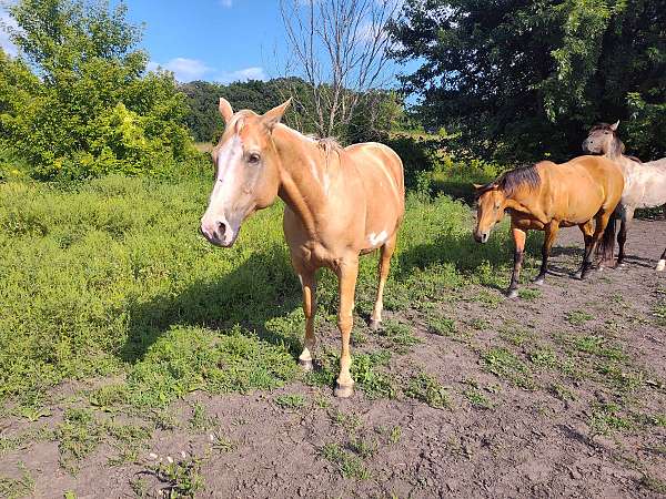 dunskin-palomino-quarter-horse-filly