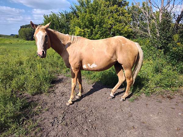 dunskin-palomino-quarter-horse-mare