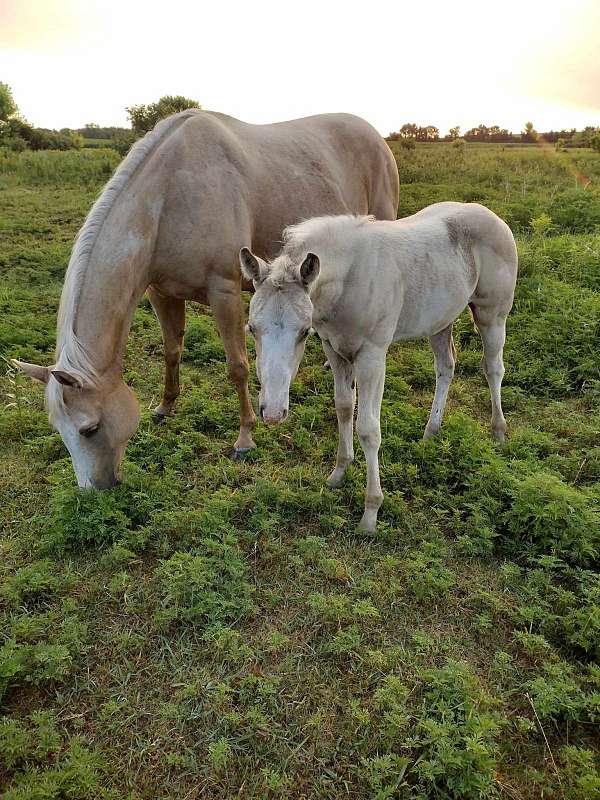 dunskin-palomino-quarter-horse-broodmare