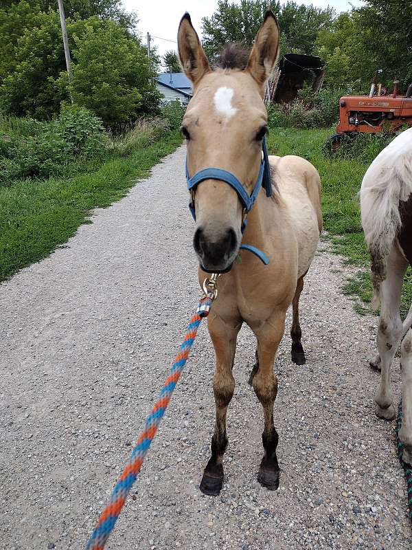 dunskin-palomino-quarter-horse-foal