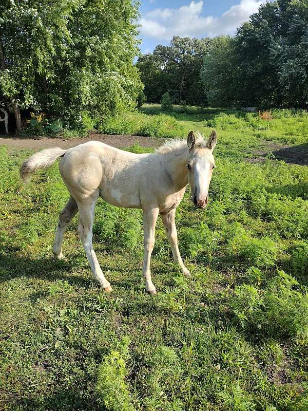 overo-palomino-quarter-horse-colt