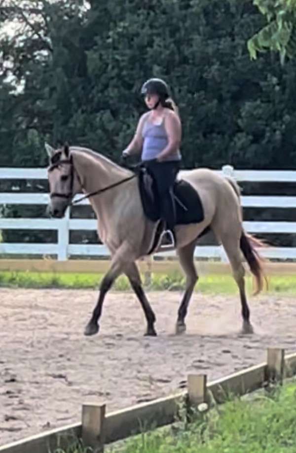 low-level-eventer-quarter-horse