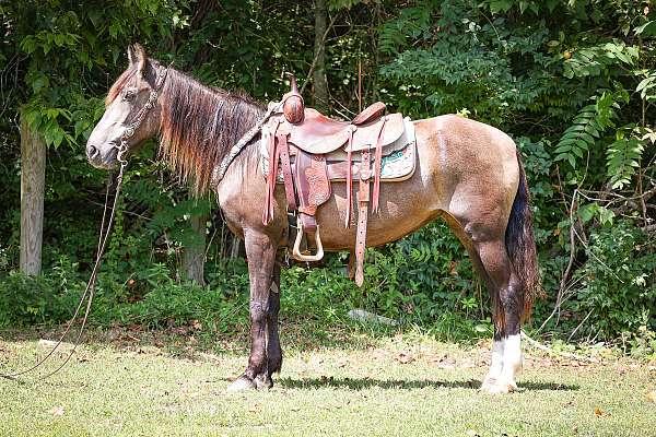 trail-class-co-kentucky-mountain-horse