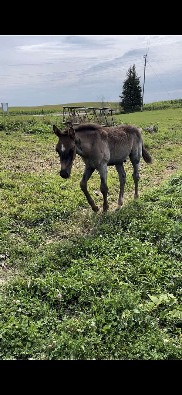 ranch-versatility-weanling