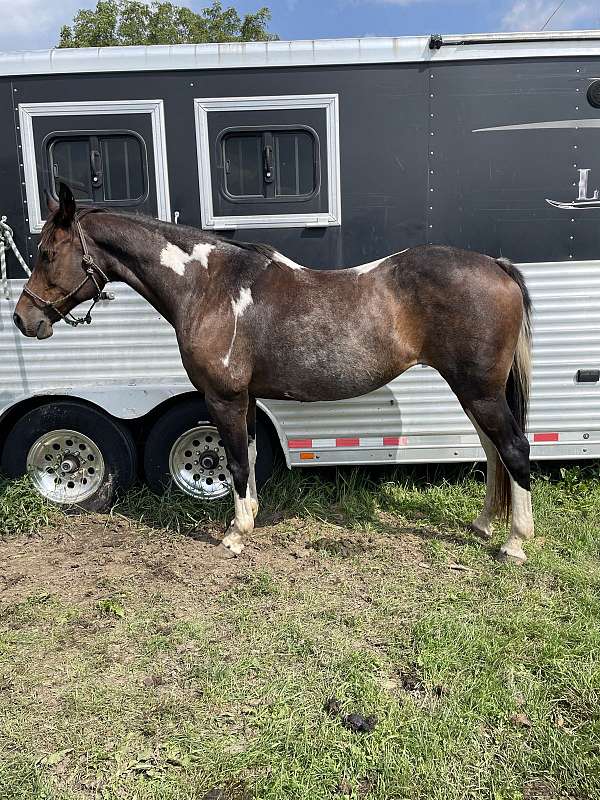 bay-roan-tabiano-horse