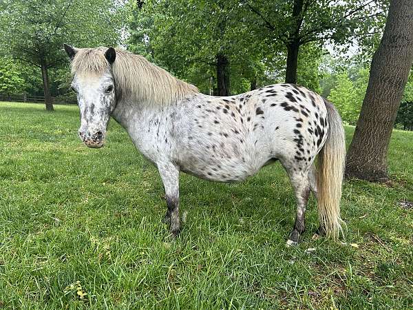 miniature-mare