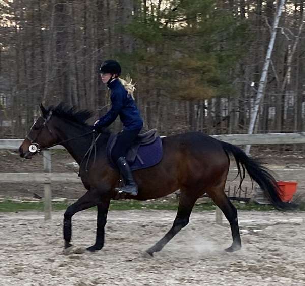 jumping-thoroughbred-pony