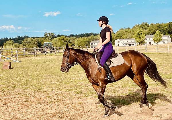 trail-thoroughbred-pony