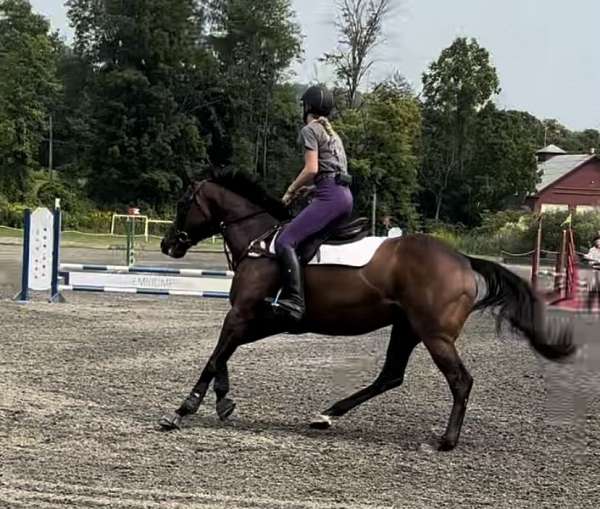 jumping-thoroughbred-pony