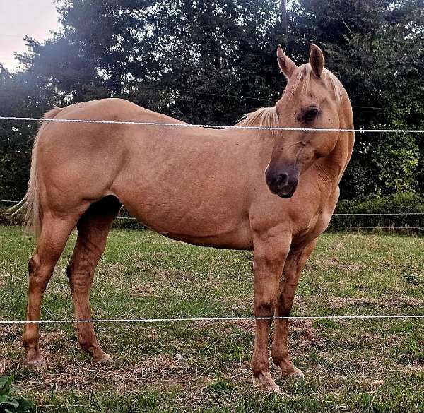 grey-one-blue-eye-horse