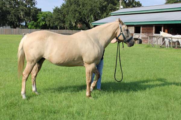 blazedorsal-stripezebra-striped-legs-horse