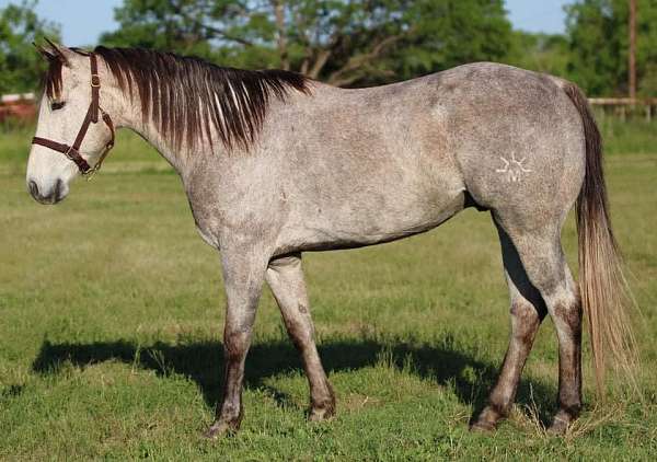 quarter-horse-gelding