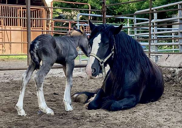 black-gypsy-vanner-colt