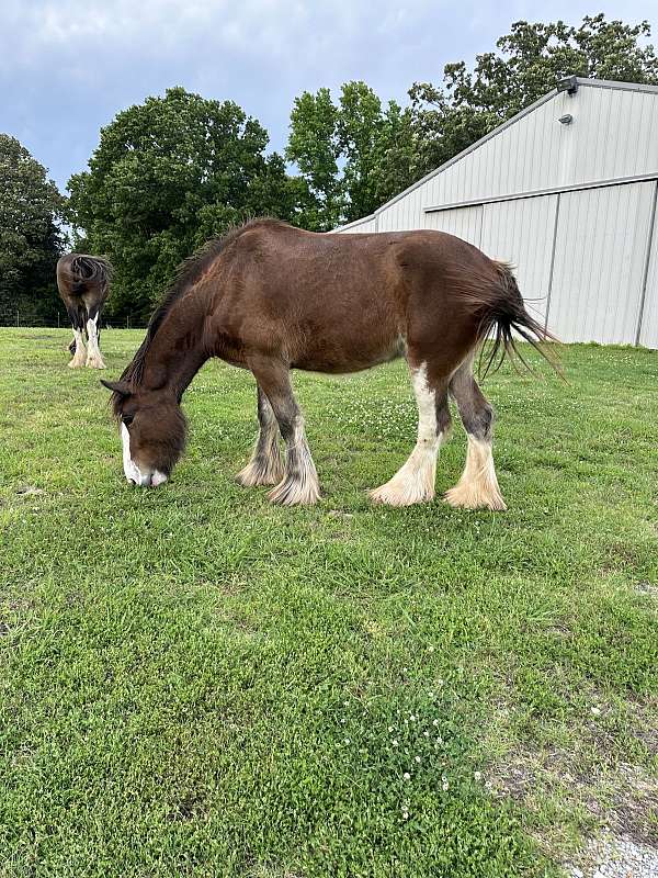 clydesdale-gelding