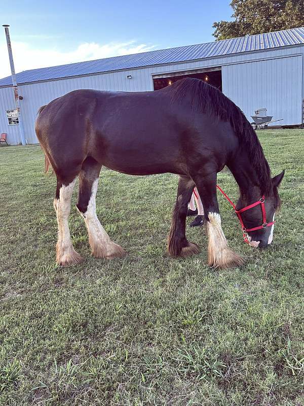 clydesdale-mare