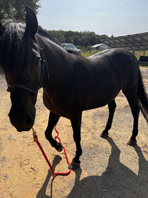 black-small-white-spot-on-forehead-horse