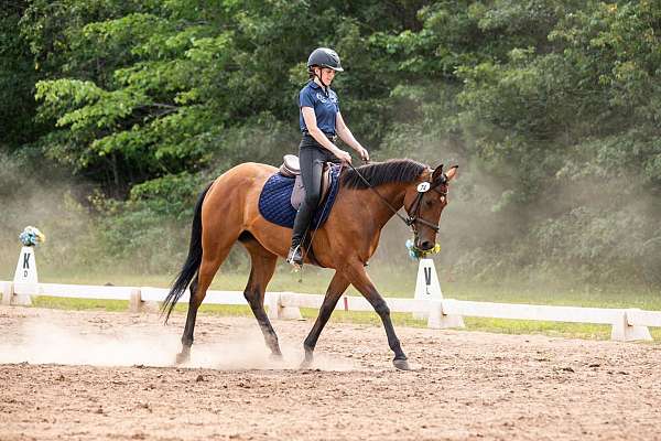 all-around-quarter-horse