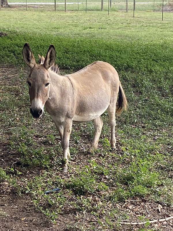 halter-trained-miniature-donkey