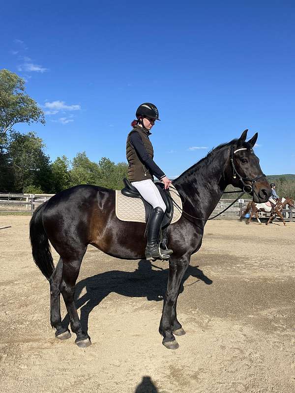 brown-dressage-hunter-horse