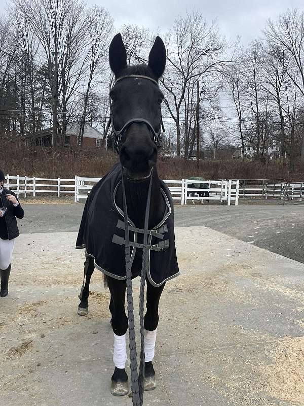 dressage-hunter-dutch-warmblood-horse