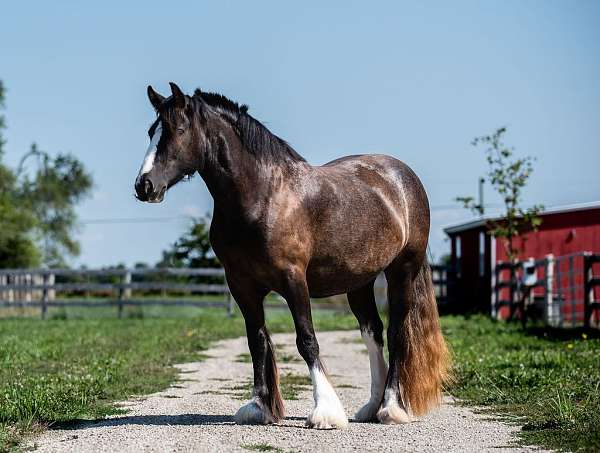 age-gypsy-vanner-pony