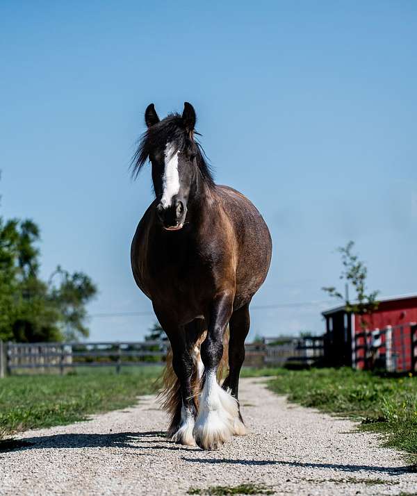 anything-gypsy-vanner-pony