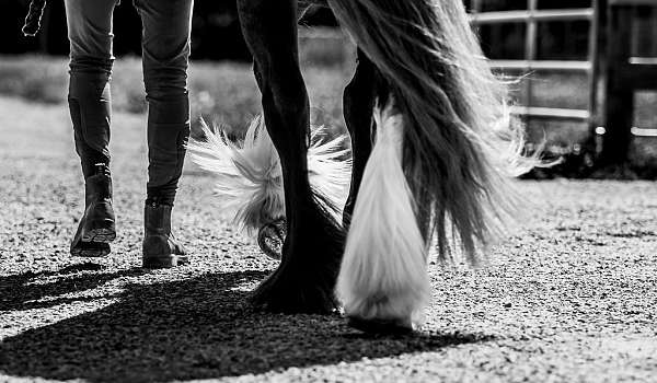 attention-gypsy-vanner-pony