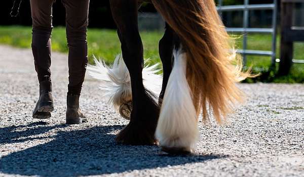 blagdon-gypsy-vanner-pony