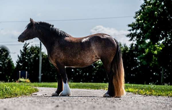 bob-gypsy-vanner-pony